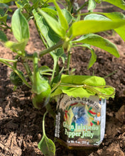 Load image into Gallery viewer, Green Jalapeño Pepper Jelly