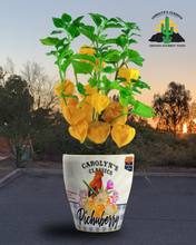 Load image into Gallery viewer, Pichuberry Jelly