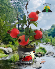 Load image into Gallery viewer, Pomegranate Jelly