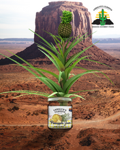 Load image into Gallery viewer, Pineapple Jam