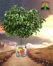 Load image into Gallery viewer, Pink Grapefruit Marmalade