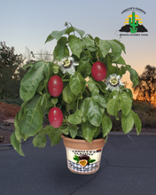 Load image into Gallery viewer, Passion Fruit Jelly