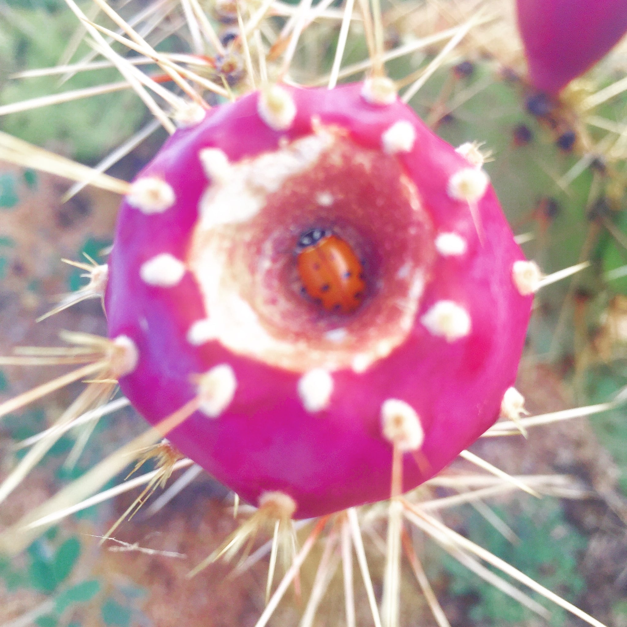 Prickly Pear Cactus Jelly – carolynsclassics