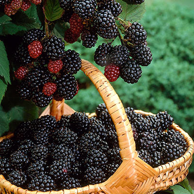 【中古】Blackberry JAM Camomile Blackberry Jam – HoneyHillHomeStead